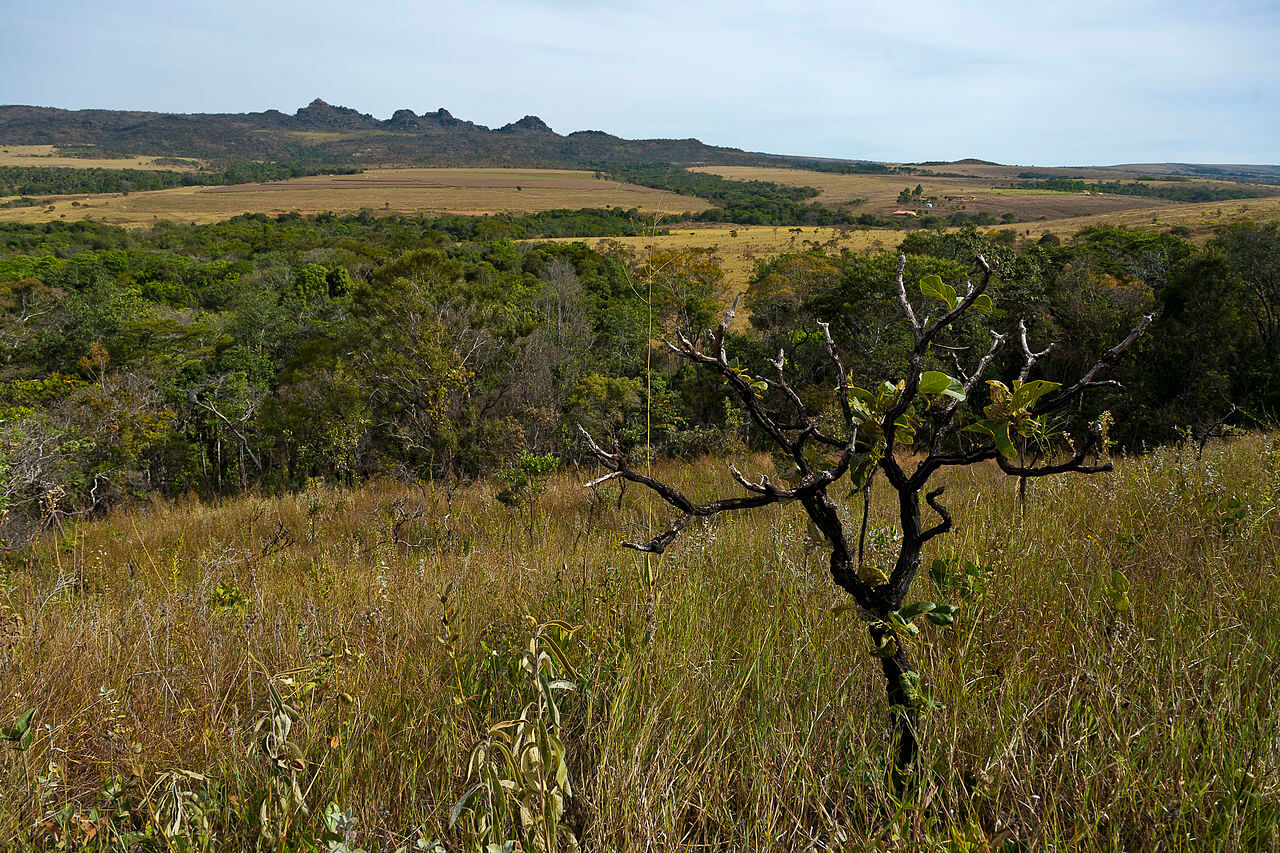 The Cerrado South Americas Mosaic Of Biodiversity Lac Geo 0585